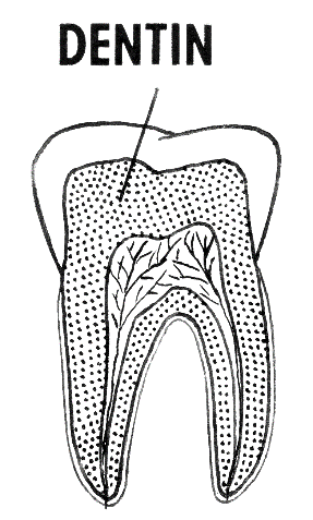 dentin