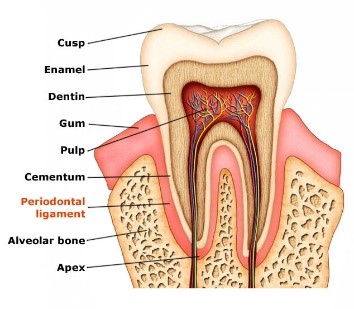 periodontal-ligament