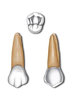 premolars